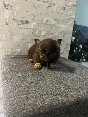 Csoki csivava kisfiú