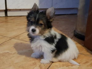 Biewer Yorki Yorkshire terrier 3 hónapos szépséges mini kisfiú gazdit keres! - kép 3