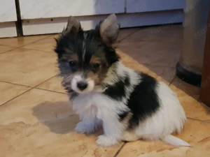 Biewer Yorki Yorkshire terrier 3 hónapos szépséges mini kisfiú gazdit keres! - kép 2