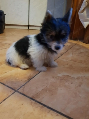 Biewer Yorki Yorkshire terrier 3 hónapos szépséges mini kisfiú gazdit keres! - kép 4