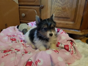 Biewer Yorki Yorkshire terrier 3 hónapos szépséges mini kisfiú gazdit keres! - kép 5