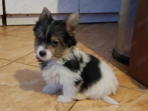 Biewer Yorki Yorkshire terrier 3 hónapos szépséges mini kisfiú gazdit keres! - kép 6