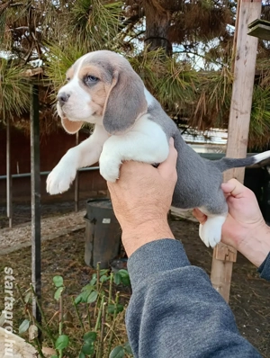 Blue Beagle kis kutya  - kép 6