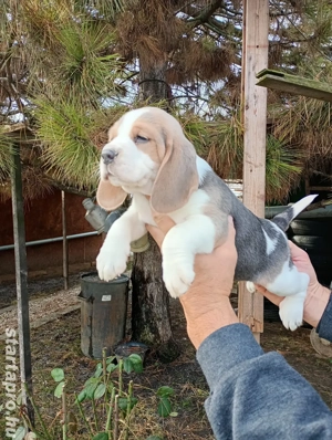 Blue Beagle kis kutya  - kép 5