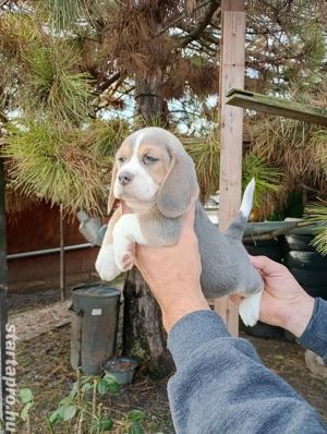 Blue Beagle kis kutya  - kép 3