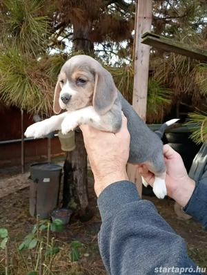Blue Beagle kis kutya  - kép 2