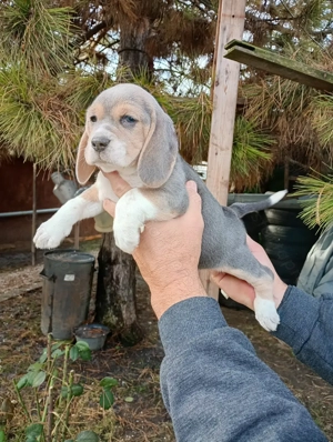 Blue Beagle kis kutya  - kép 7