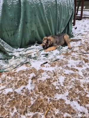 Kaukázusi juhász eladó - kép 5