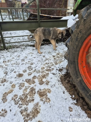 Kaukázusi juhász eladó - kép 4