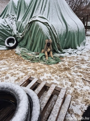 Kaukázusi juhász eladó - kép 3