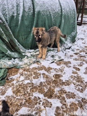 Kaukázusi juhász eladó - kép 7