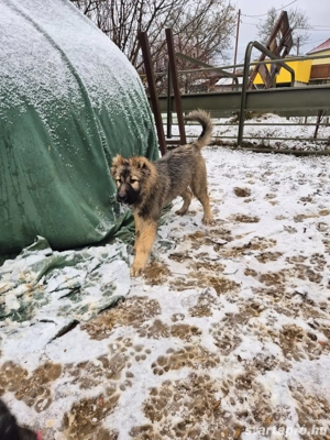 Kaukázusi juhász eladó - kép 6