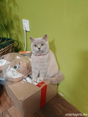 Brit kislány cica eladó  - kép 5