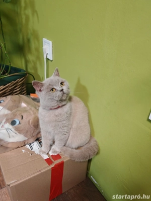 Brit kislány cica eladó  - kép 2