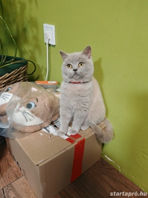 Brit kislány cica eladó  - kép 4