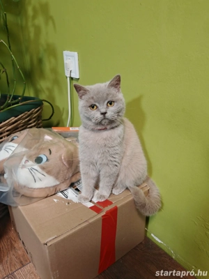 Brit kislány cica eladó  - kép 3