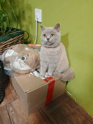 Brit kislány cica eladó  - kép 7