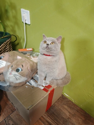 Brit kislány cica eladó  - kép 6