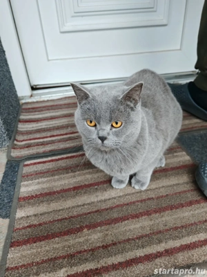 Brit kék fiú macska - kép 2