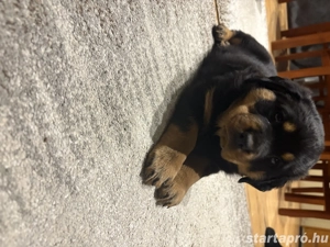 Rottweiler kiskutyák gazdit keresnek