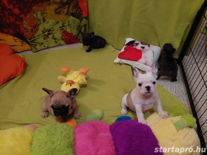 Törzskönyves francia bulldog babák - kép 2