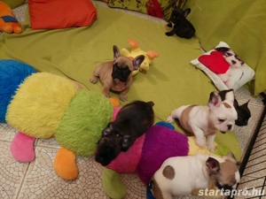 Törzskönyves francia bulldog babák