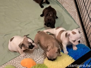 Törzskönyves francia bulldog babák - kép 4