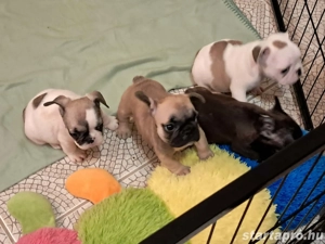Törzskönyves francia bulldog babák - kép 3