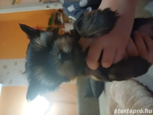 Mini yorki kisl nyok