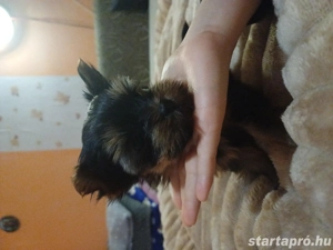 Yorki kisl nyok  s fiú - kép 3