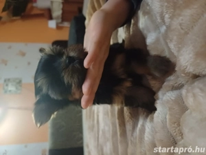 Mini yorki kisl nyok - kép 3