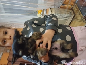 Mini Yorki kisfi  - kép 2