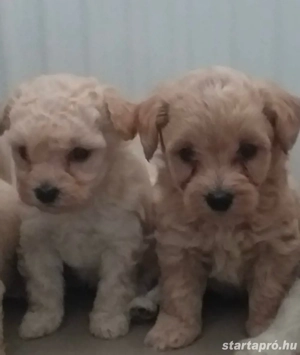 Maltipoo kiskutyák