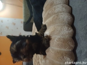 Mini yorki kisl nyok - kép 4