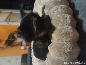 Mini yorki kisl nyok - kép 5