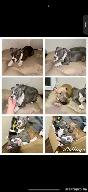 Amerikai staffordshire terrier fajtatiszta kiskutyák 
