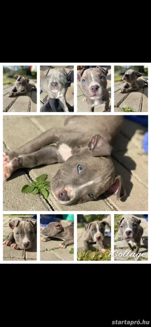 Amerikai staffordshire terrier fajtatiszta kiskutyák 