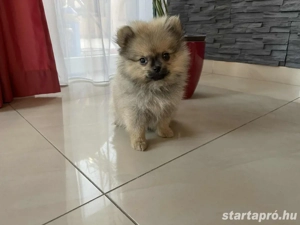 Pomerániai Törpe Spitz kiskutya
