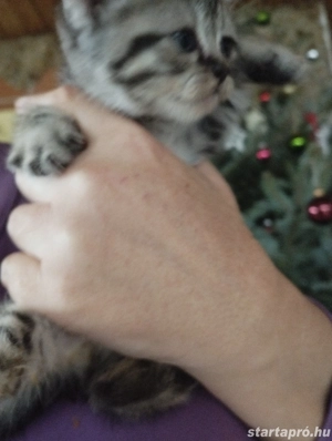 Brit whiskas kiscica