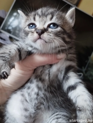 Brit whiskas kiscica - kép 5