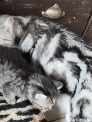 Brit whiskas kiscica - kép 4