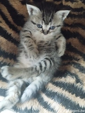 Brit whiskas kiscica - kép 3