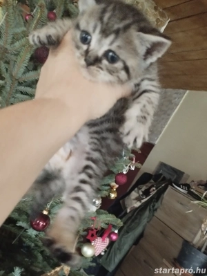 Brit whiskas kiscica - kép 2