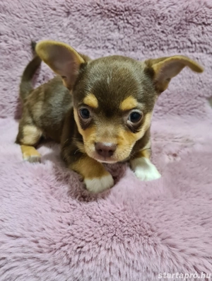 Meseszép csivava kislegény! - kép 4