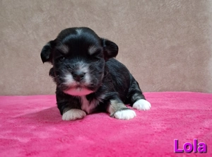 Bichon havanese törzskönyvezhető kiskutyák - kép 3