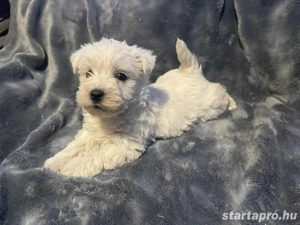 Csodaszép Westie kiskutyák - kép 2