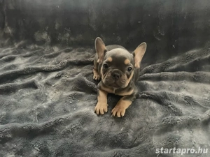 Francia bulldog kiskutyák - kép 3