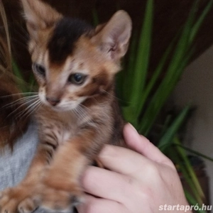 Beng li abesszin kiscica - kép 3