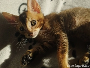 Beng li abesszin kiscica - kép 2