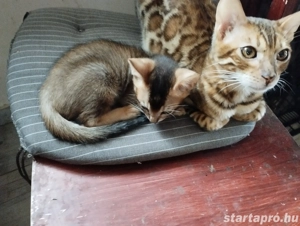 Beng li abesszin kiscica - kép 4